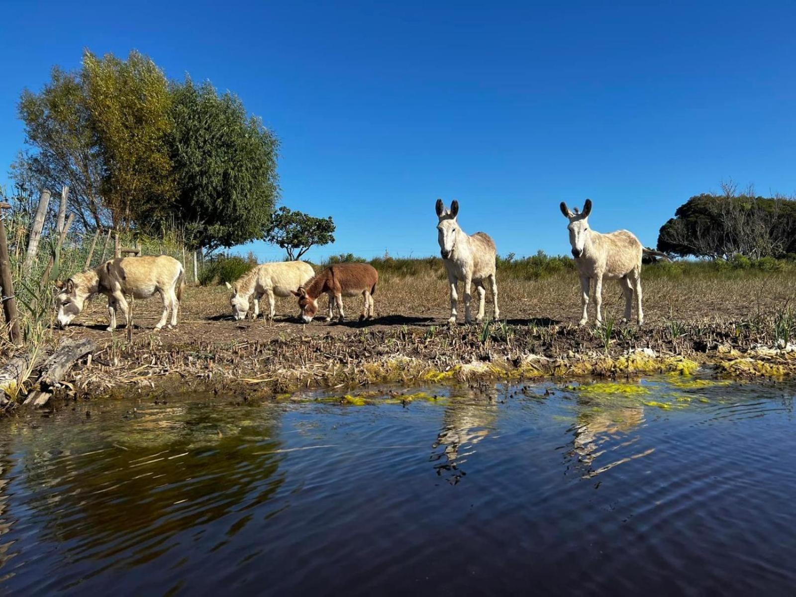 Rivergate Guest Farm ستانفورد المظهر الخارجي الصورة